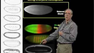 Eric Wieschaus Princeton Part 1 Patterning Development in the Embryo [upl. by Diarmid157]