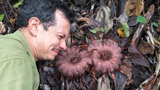 Rhizanthes lowii  a close encounter with a rare parasitic flower [upl. by Trude]