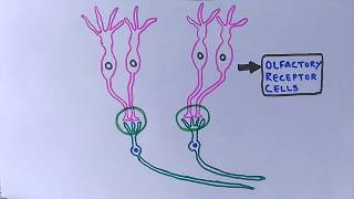 Chemosensory System  Olfactory System [upl. by Xanthus]