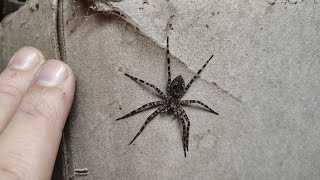 Dark Fishing Spider Dolomedes tenebrosus hanging out in central PA 🕷️🕸️👍 [upl. by Ondine]