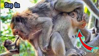 Omg Incredible Stepping On Paiper Head Walking On Tree Baby Pipa Clinging Behind Ma So scary [upl. by Anom]