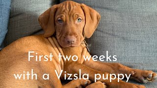 Our first two weeks with our Vizsla puppy [upl. by Retsel]