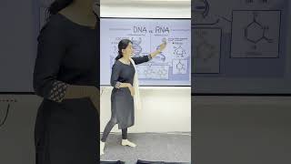 DNA amp RNA Structure 🧬  NCERT Biology Class 1112  Simplified [upl. by Sarina]