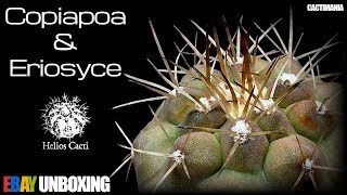 Cactus Unboxing from Helios Cacti on eBay  Rare Copiapoa amp Awesome Eriosyce [upl. by Naoma876]