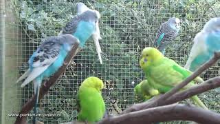 Grasparkieten  Parkieten  Parkieten geluiden  Volièrevogels  Parakeet sounds  Bird sounds [upl. by Alek938]