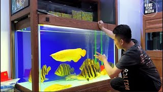 Aquarium video goldfish betta fish and koi fish in planted tank 722 [upl. by Asirral]