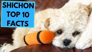 Zuchon  Shichon  TOP 10 Interesting Facts [upl. by Dnalhsa]