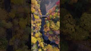 Drone Views of Autumnal Cornell [upl. by Anitahs]