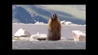 Yellowbellied Marmot [upl. by Dickie]