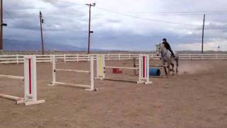 Jumping Percheron  Bounces [upl. by Cheryl203]