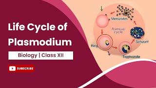 Life Cycle of Plasmodium  Class 12 [upl. by Thorma]