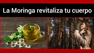 MORINGA árbol curativo y nutritivo [upl. by Jeritah]