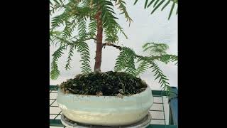 LA MIA COLLEZIONE BONSAI  First video [upl. by Nospmas]