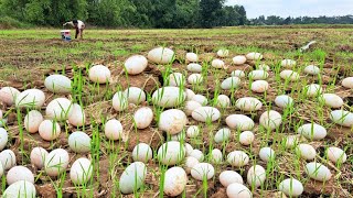 BEST unique Farmers walk through banana plantations to collect a lot of duck eggs in the fields [upl. by Olihs]