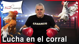 ¿Por qué se PELEAN los GALLOS 🐓🥊 [upl. by Mcnally]