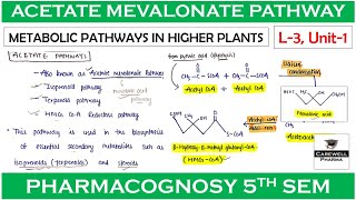 Acetate mevalonate pathway  L3 Unit1  Metabolic Pathways  pharmacognosy 5th sem [upl. by Ashwin860]