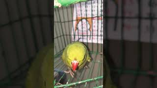 Galla tijori saaf karvani ho comedy funny jokes diwalispecial 🦜❤️🦜 [upl. by Armahs]