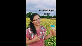 preparation of organic insecticide at home from chrysantemum flower heads pyrethrum spray [upl. by Thissa]