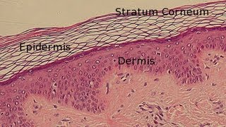 Layers of the Epidermis [upl. by Bledsoe]