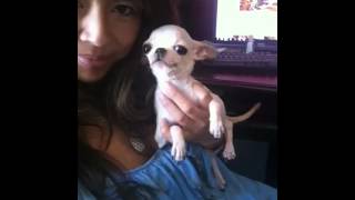 Fully grown tea cup chihuahua [upl. by Kieffer]