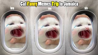 Cat Funny Memes Trip to Jamaica [upl. by Marleah]