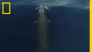 This is What Gervais Beaked Whales Look Like From Above  National Geographic [upl. by Acirehs]