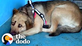 Rescue Dog Hides In The Corner Until The Right Person Comes Along  The Dodo Faith  Restored [upl. by Latoniah]