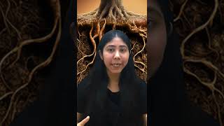 Root System  Roots And Types of Root System  Class11  Biology  NCERT  Adhyayanta [upl. by Cecilius324]