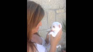 Chihuahua baby cries to see the lady crying [upl. by Cybil]