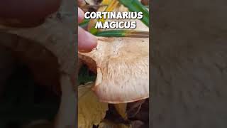 Cortinarius magicus shorts mushroom fungi foraging nature wildmushrooms [upl. by Aihsele]