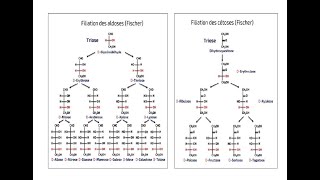 Biochimie structure et propriétés physicochimiques des glucides [upl. by Carlina]