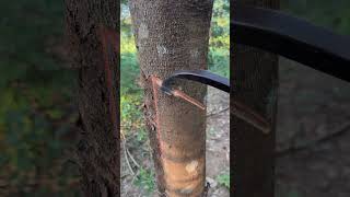 Weekend😃 rubberfarming satisfying rubbertapping rubber rubberwood rubbertreeplant rubbertree [upl. by Ajaj560]