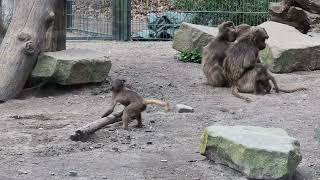 Gelada baboon baby rolling a log berlin tierpark zoo [upl. by Analise863]