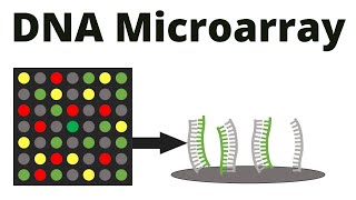 DNA Microarray DNA chip technique [upl. by Hairahcaz]