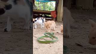 Cat and snakecat funnyvideo kitty pet catlover funnypets snake [upl. by Naicul158]