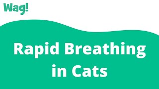 Rapid Breathing in Cats  Wag [upl. by Hedges]