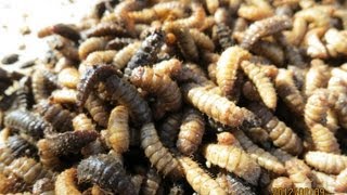 BSF larvae transfer from the pupation bin [upl. by Einobe]