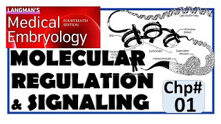 Langman Chapter1  Introduction to Molecular Regulation amp Signaling  Embryology  Dr Asif Lectures [upl. by Seymour622]