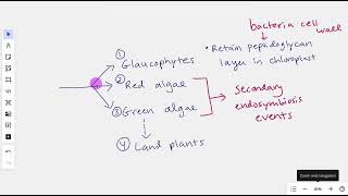 Primary Endosymbiosis Divergence into Archaeplastida [upl. by Aliakam27]