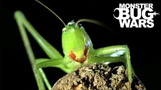 Orange Mouth Tarantula vs Scarlet Mouth Katydid  MONSTER BUG WARS [upl. by Trumann]