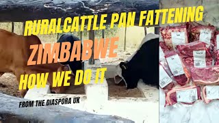 How We Are Doing Cattle Pan Fattening In Rural Gutu Zimbabwe  Farming From The Diaspora UK [upl. by Halyhs]