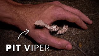 PIT VIPER CURLS UP IN MY HAND Herping for Mangrove Snakes Pythons Kraits amp more [upl. by Agle]