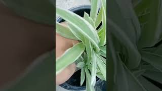 How to report spider plant shorts spider plant repotting💚💚 [upl. by Anihta]