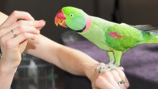 Alexandrine Parrot Overcoming Fear of Hands [upl. by Aliek75]