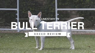 BULL TERRIER BREED REVIEW [upl. by Annairoc]