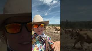 time controlled grazing cell move agriculture farmlife ruralaustralia [upl. by Tandi]