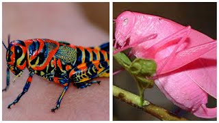 Beyond Green Exploring the Most Gorgeous Grasshoppers on Earth Pink GrasshopperRainbow Grasshopper [upl. by Pachston396]