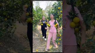 Beautiful Fresh Sweet Orange Fruit Harvest from Farm With Rural Farmer youtubeshorts orenge [upl. by Sardella861]