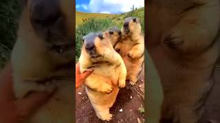 Beavers are very intelligent animals shorts shortsvideos [upl. by Cassidy16]