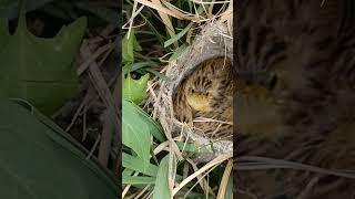 Hatching Hope The Journey of Zitting Cisticola babies shortvideo ytshortsvideo [upl. by Ittap]